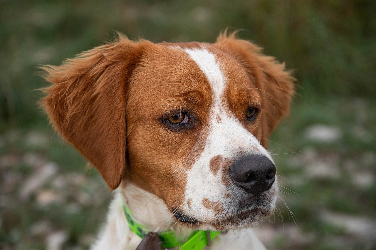 The Traits of the Clumber Spaniel - Calm and Gentle